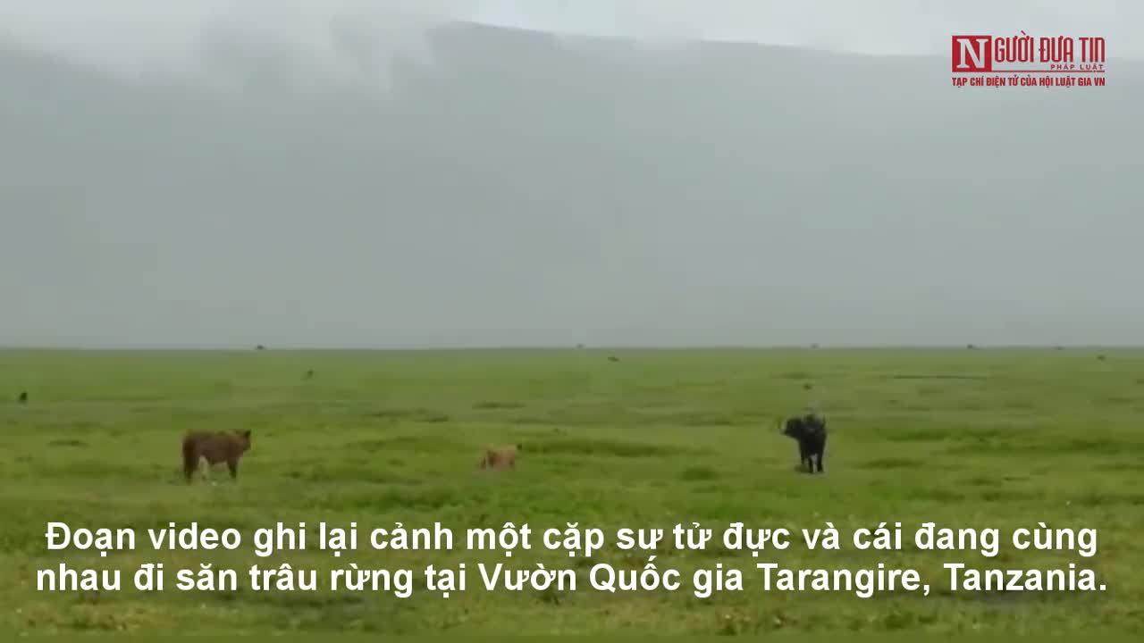 Sư tử đực dạy con cái cách hạ gục trâu rừng to lớn