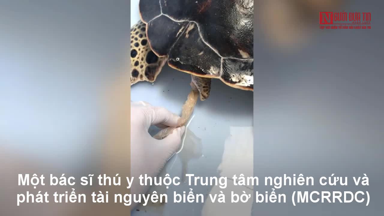  Kéo 30cm rác nhựa ra khỏi bụng rùa biển