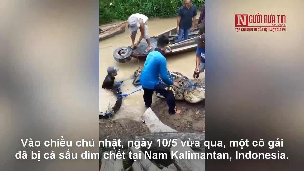 Dân làng bắt sống con cá sấu khổng lồ không răng đã dìm chết cô gái 17 tuổi