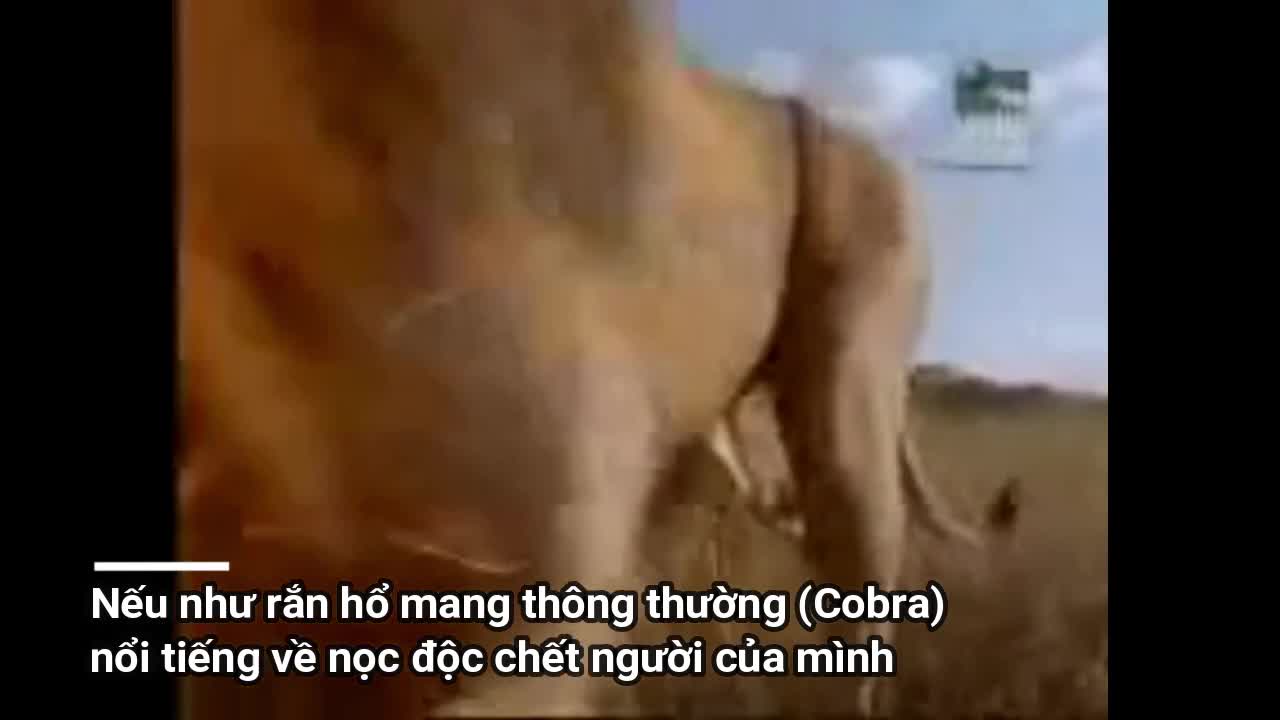 Trúng nọc độc của rắn hổ mang phun, sư tử gầm thét bỏ chạy