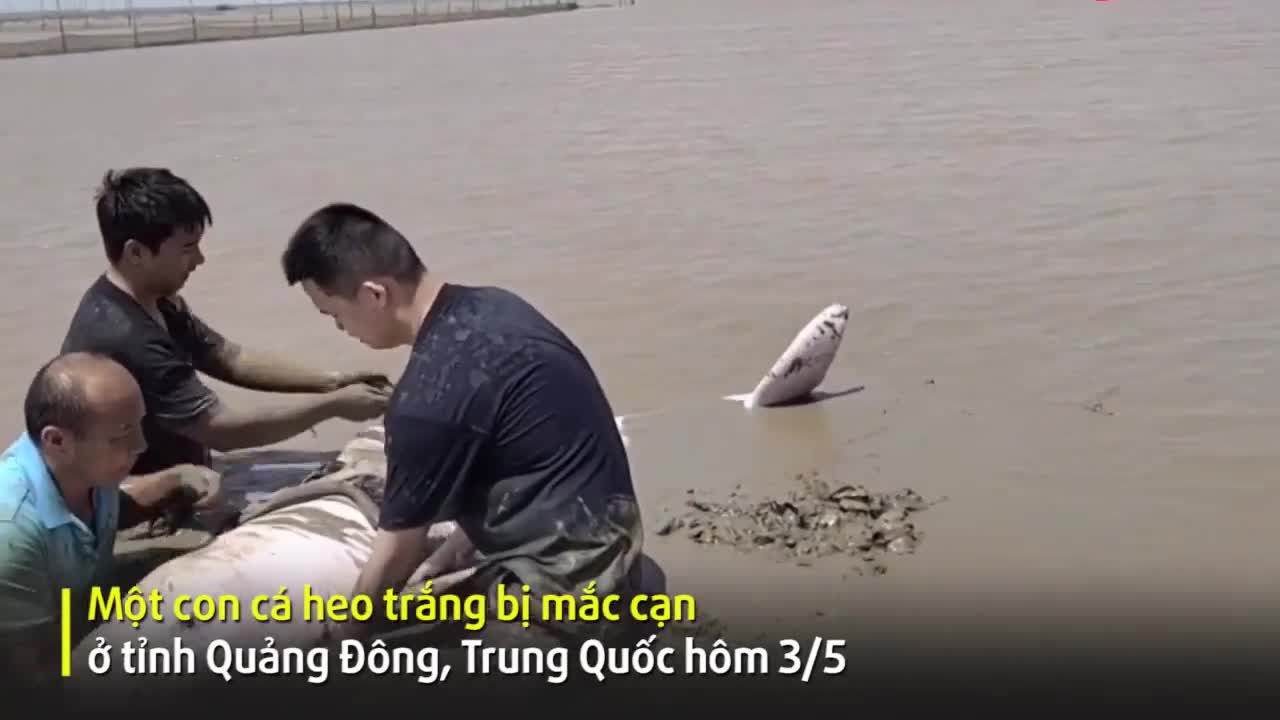 Cảnh sát giải cứu cá heo trắng bị mắc cạn