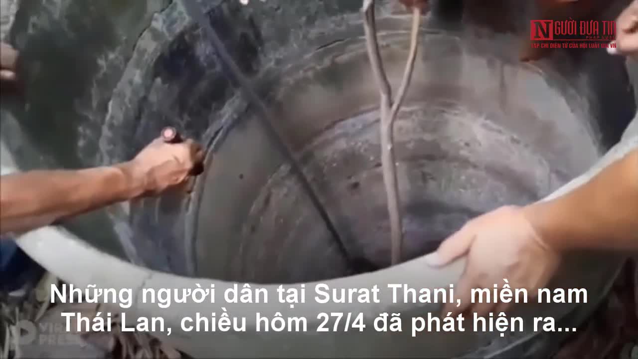 Giải cứu trăn khủng dài 5m mặc kẹt dưới giếng