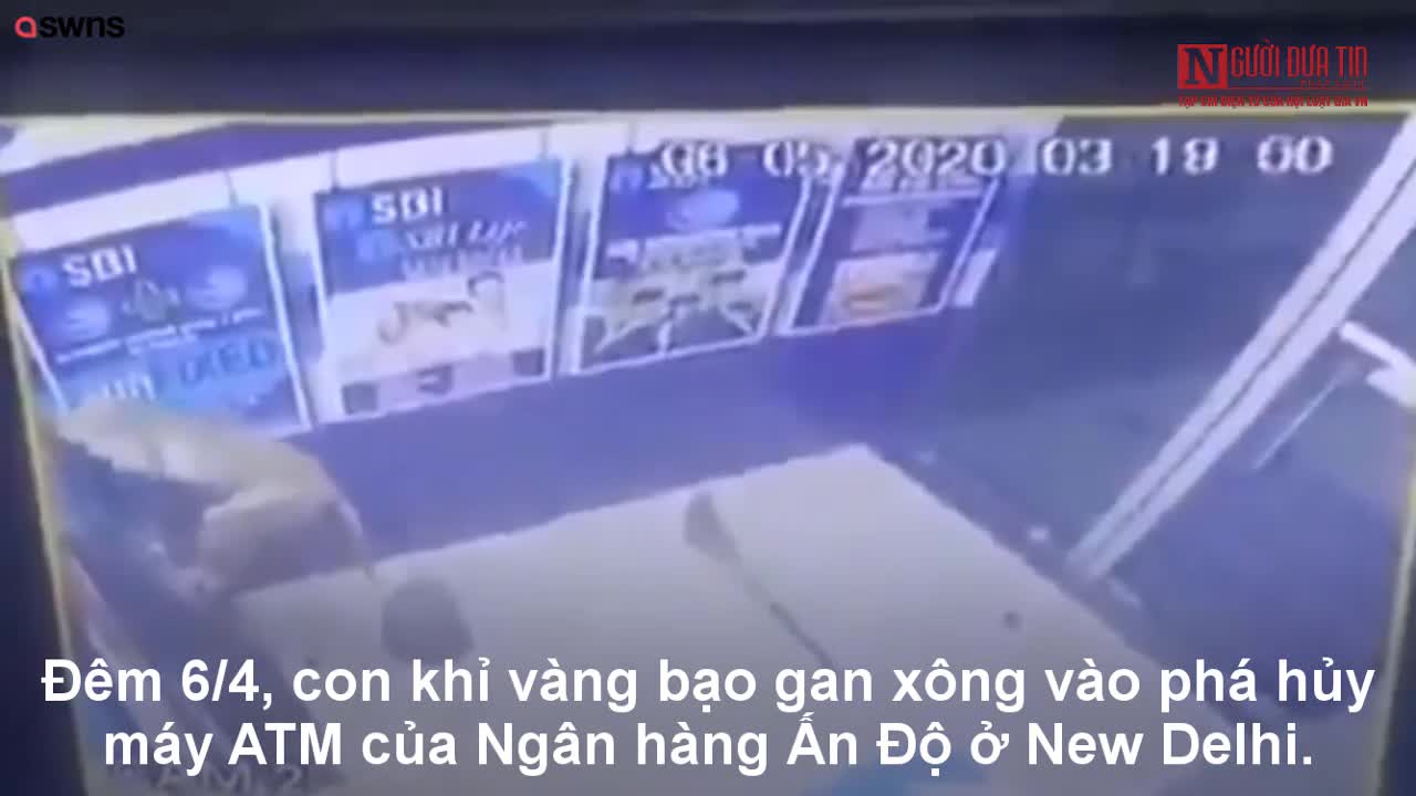 Khỉ đột nhập phá tung cây ATM trong đêm