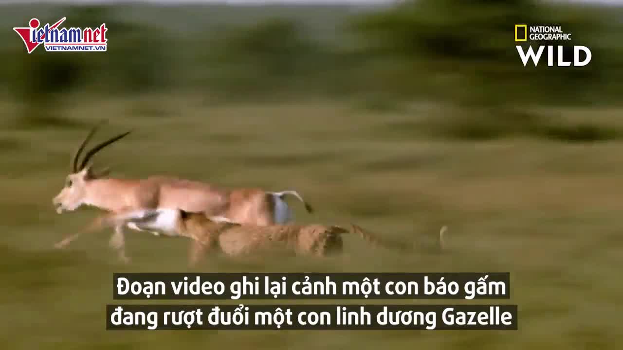 Linh dương nổi cơn thịnh nộ dùng sừng húc thủng bụng báo gấm