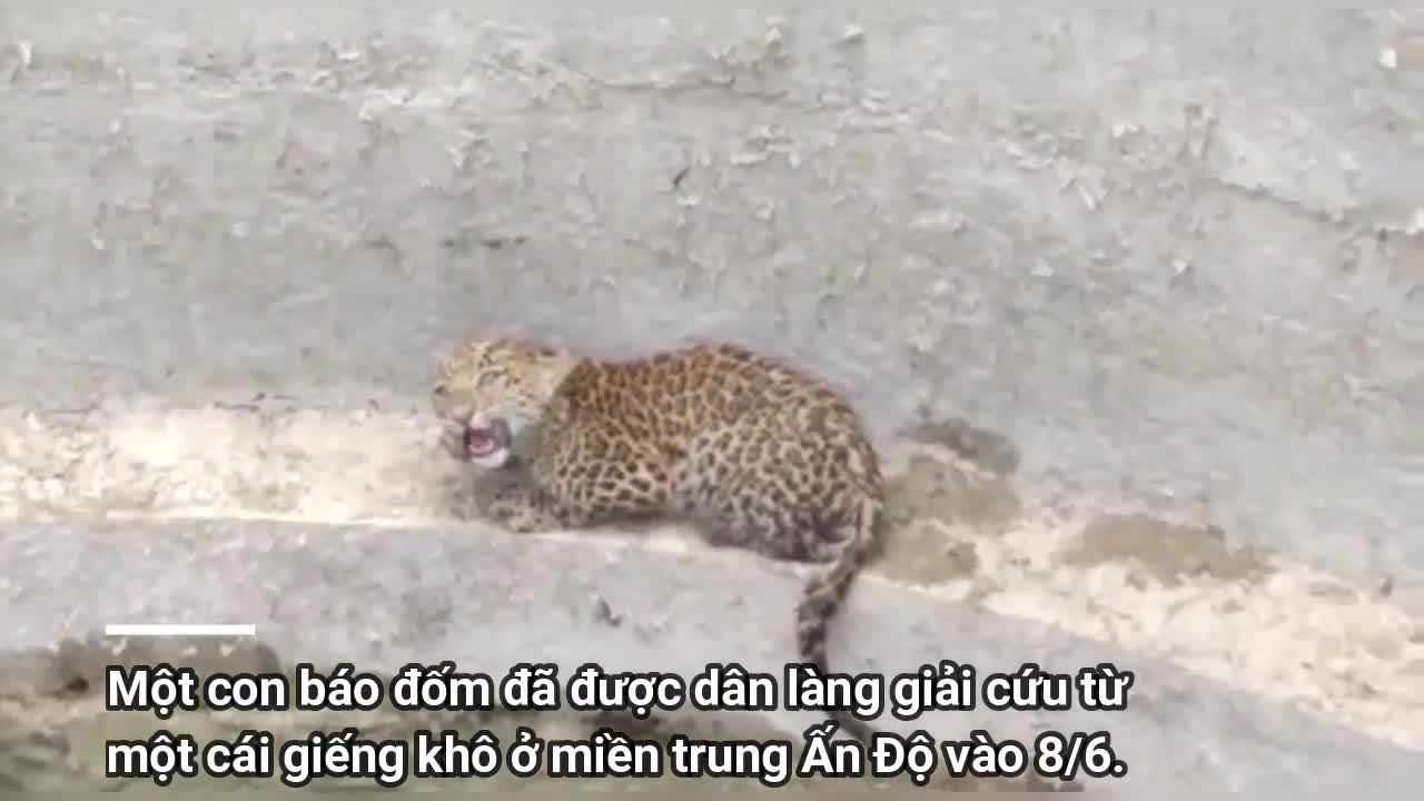Dân làng giải cứu báo con rơi xuống giếng