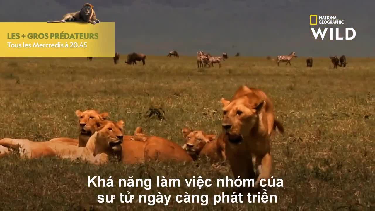 Chúa sơn lâm cao tay, nằm chờ lợn rừng đích thân nộp mạng