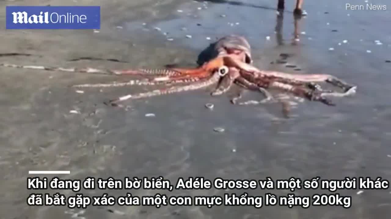Clip: Quái vật mực khổng lồ nặng 200kg dạt vào bờ biển Nam Phi