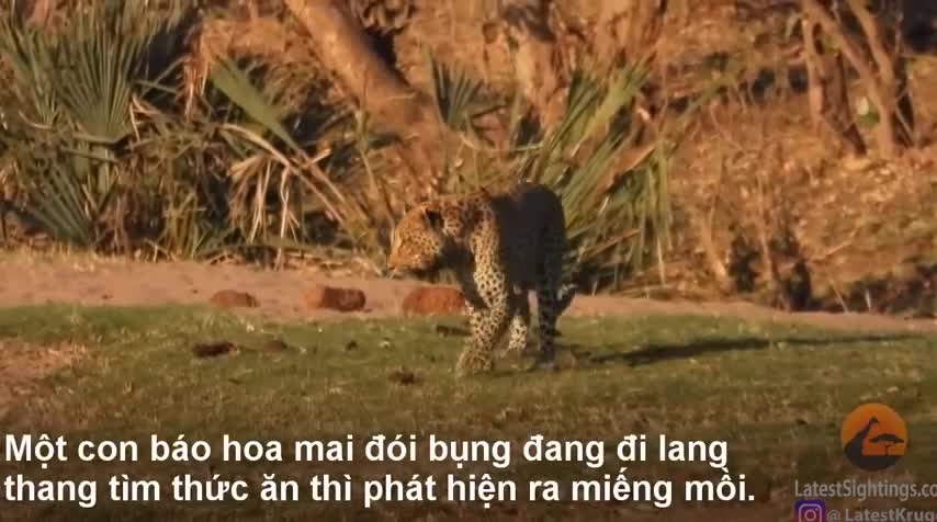 Báo hoa mai cướp mồi từ miệng cá sấu và cái kết