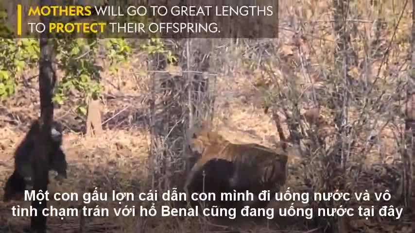 Gấu mẹ liều mình chiến đấu với hổ dữ bảo vệ con