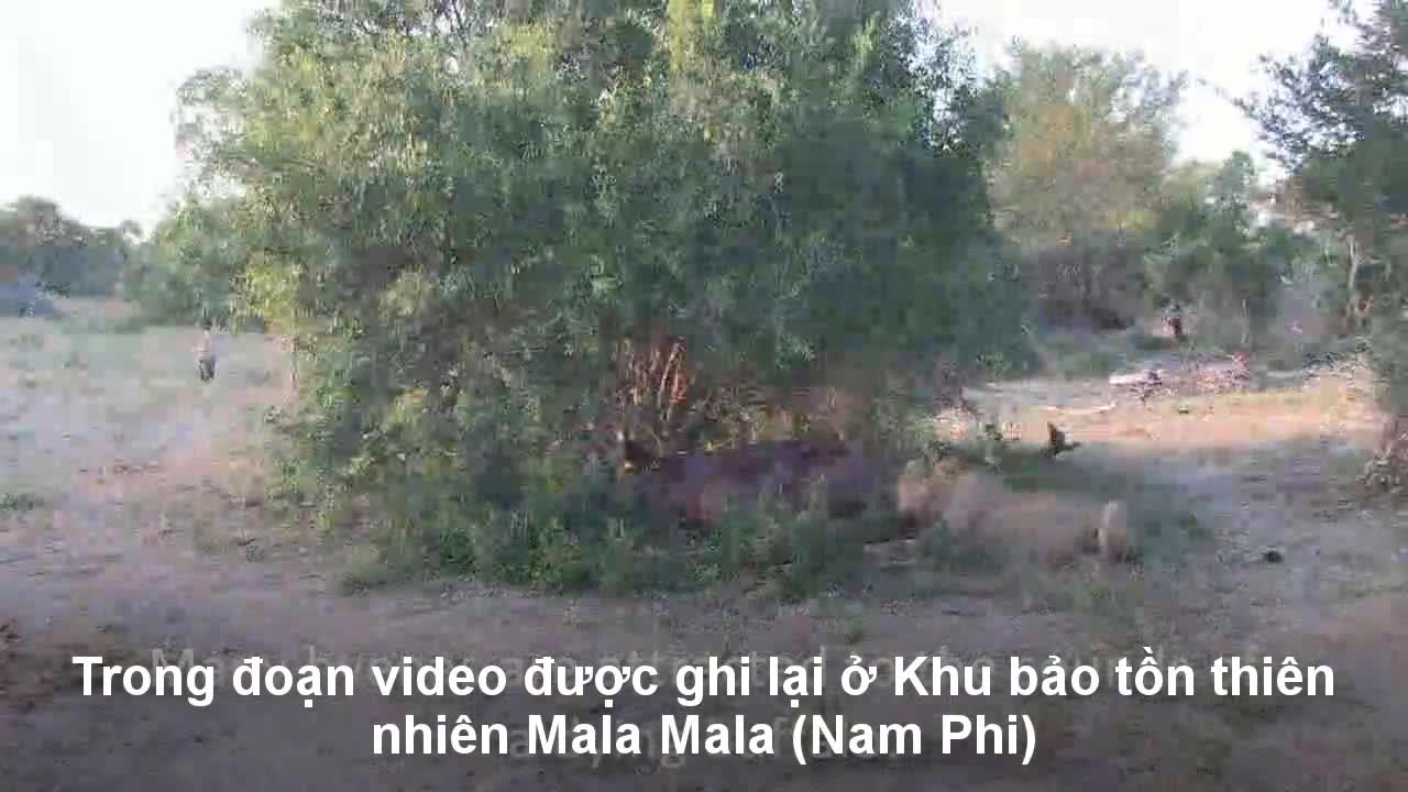 Bầy linh cẩu bao vây, kéo đuôi chúa sơn lâm để cướp mồi