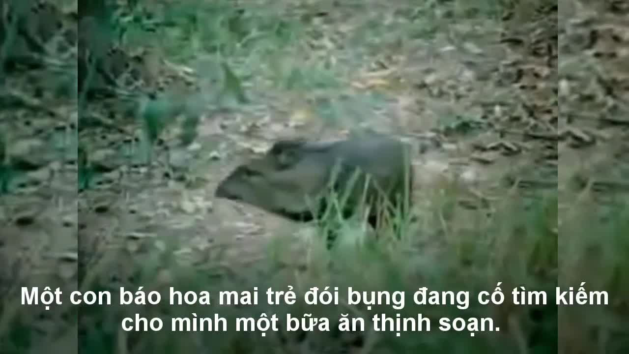 Báo hoa mai cụp đuôi tháo chạy vì gặp phải con mồi khó xơi