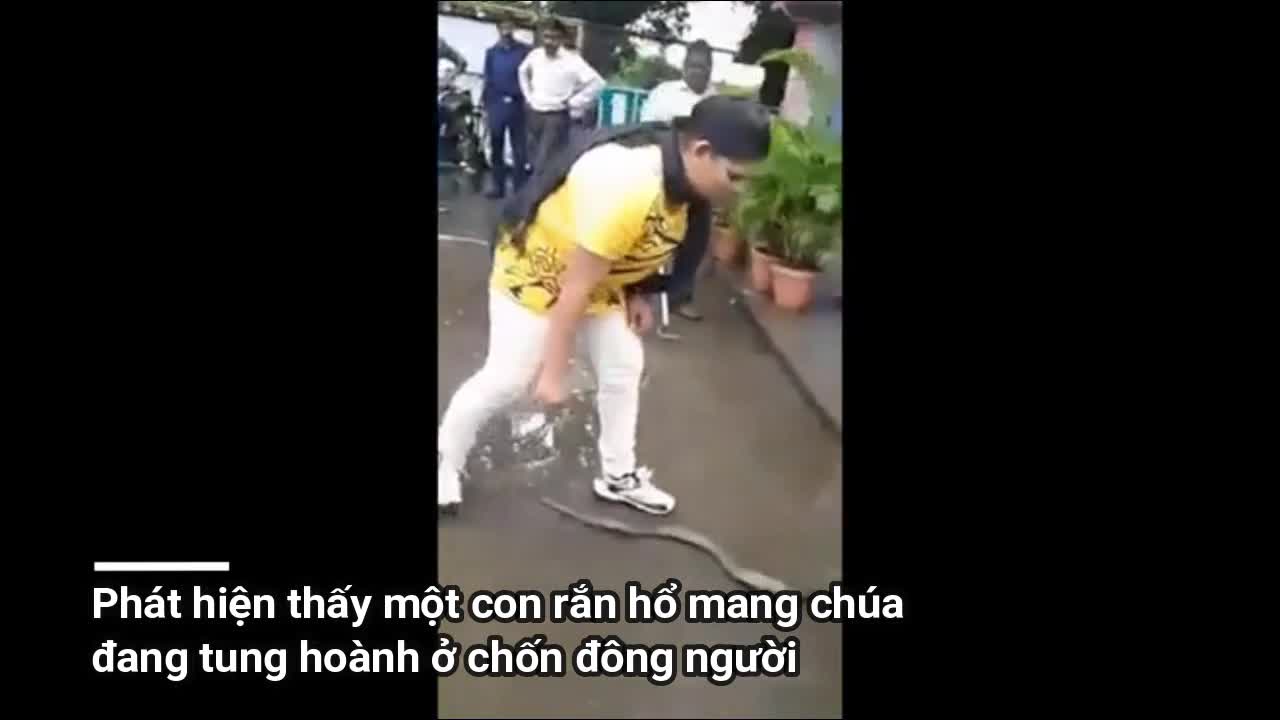 Clip: Cô gái Ấn Độ dùng tay không bắt rắn hổ mang chúa khổng lồ