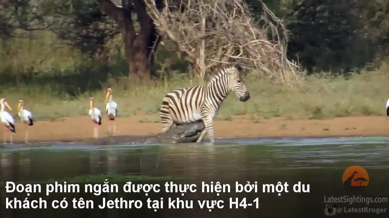 Ngựa vằn ngoạn mục tẩu thoát khỏi hàm cá sấu