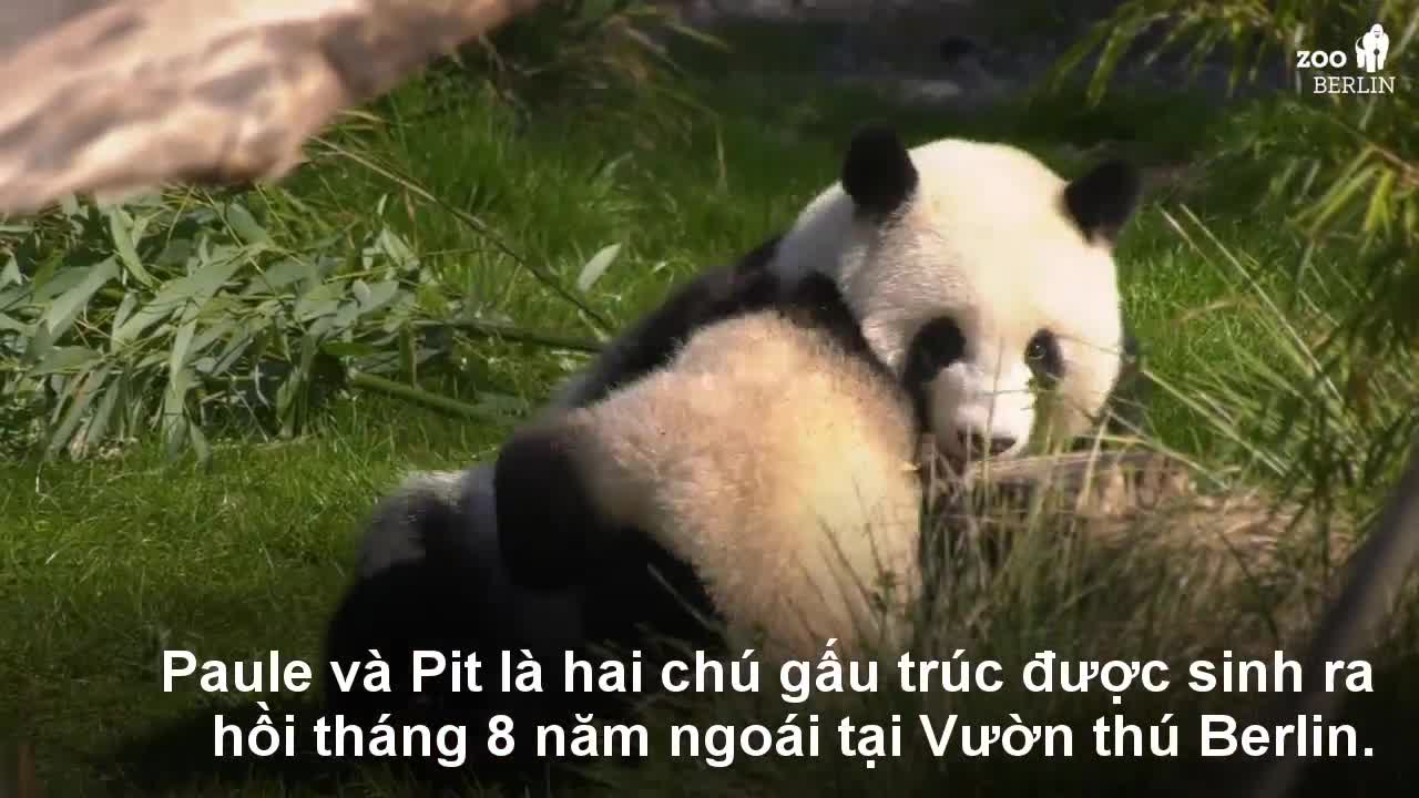 Clip gấu trúc chơi đùa cùng mẹ đốn tim cư dân mạng