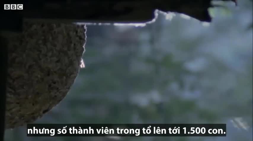 Ong bắp cày khổng lồ đại chiến, cướp tổ đàn ông 1500 con và cái kết