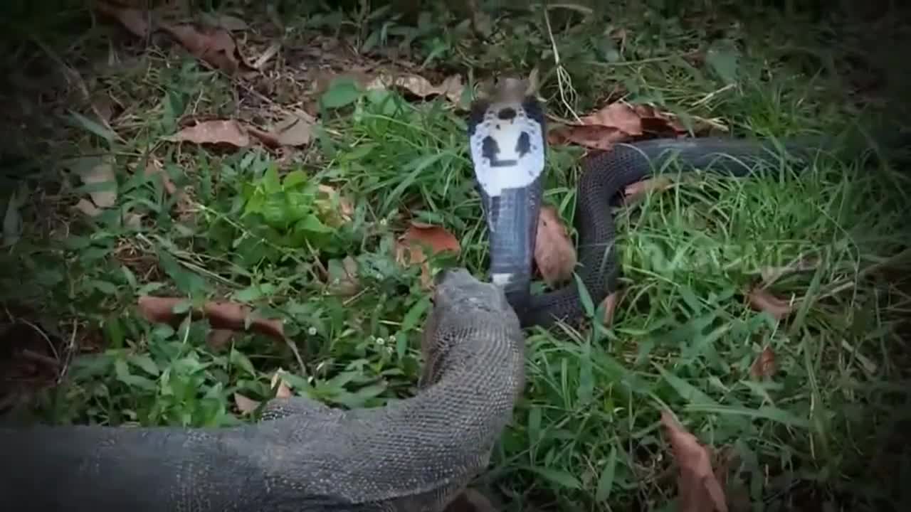 Kỳ đà quất đuôi, “vả vỡ mồm” rắn hổ mang chúa