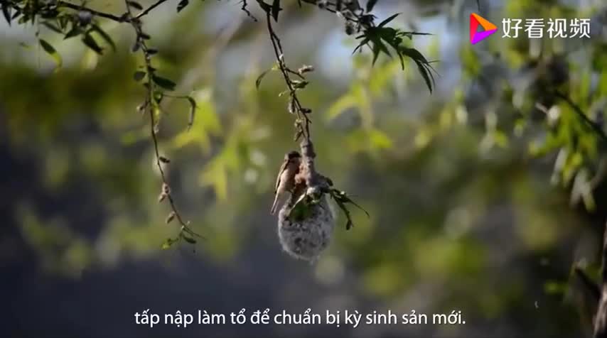 Độc đáo loài chim làm tổ bằng tơ sen