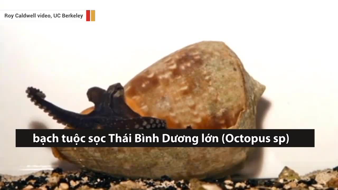 Bạch tuộc dùng chiến thuật dọa con mồi giật mình lao vào miệng