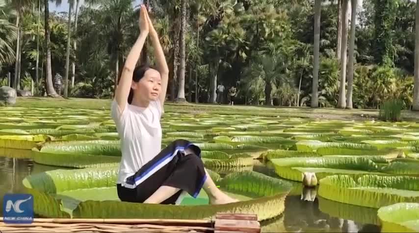 Người 70kg ngồi trên lá hoa súng không chìm