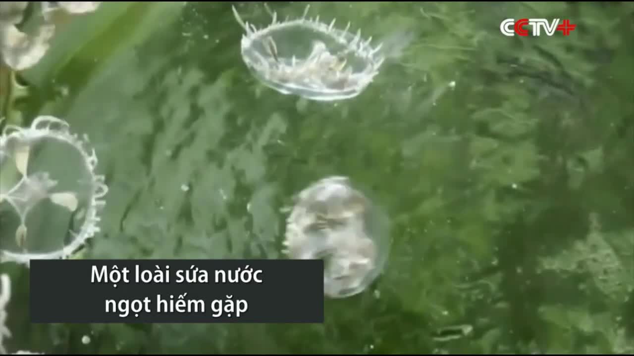 Sứa cổ đại phát hiện đang tồn tại trong ao nước ngọt tại Trung Quốc