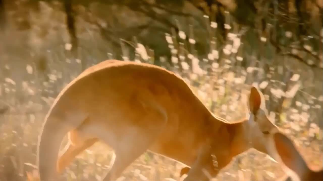 Kangaroo đực mới trưởng thành lén lút giao phối sau lưng địch thủ
