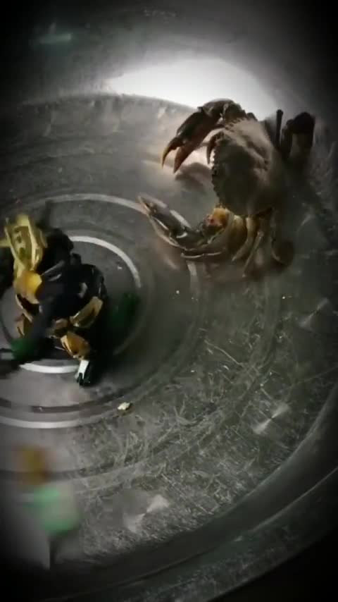 Robot 'đại chiến' với cua 