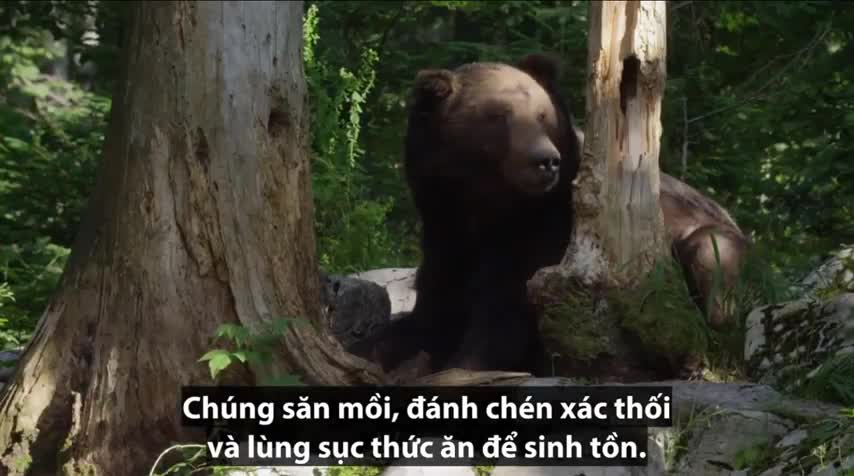 Gấu mẹ đánh đuổi con đực để bảo vệ con non