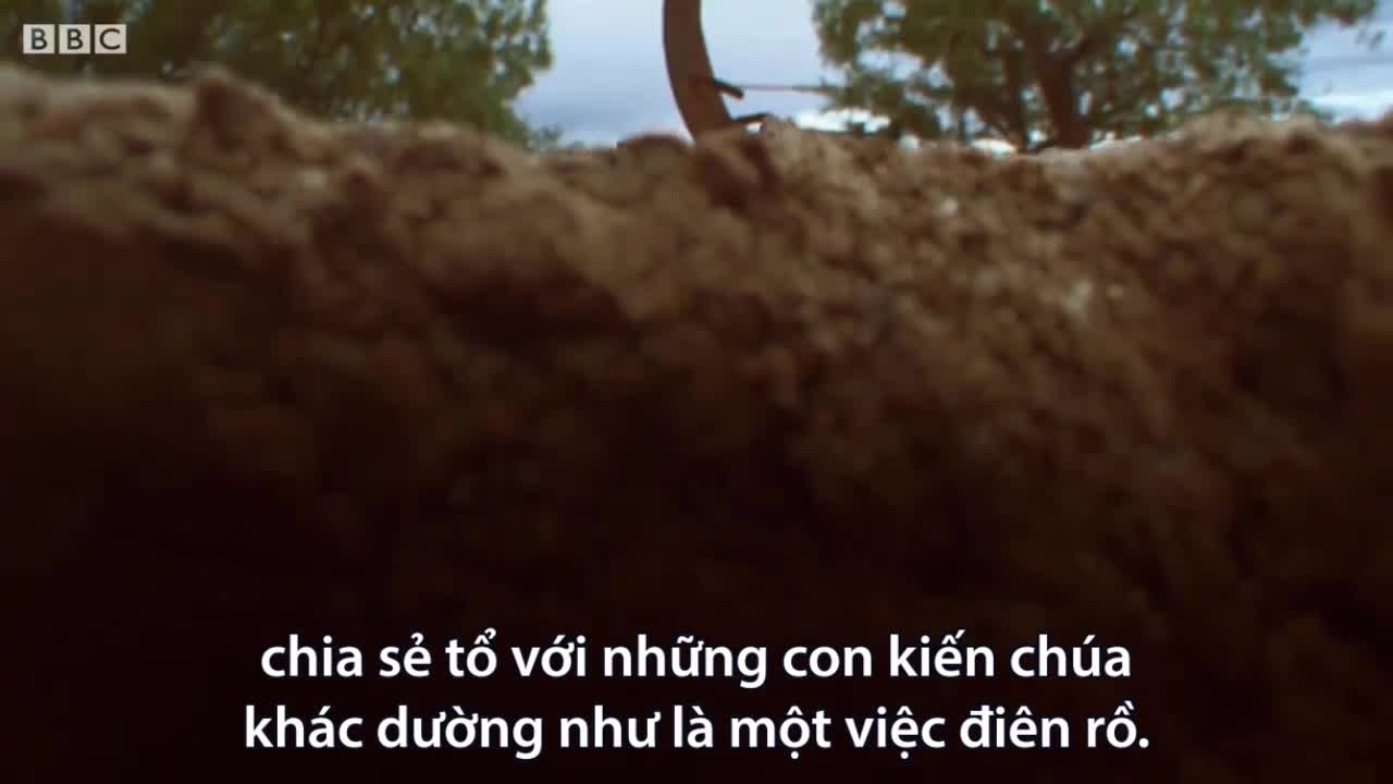 10 con kiến chúa hợp sức đẻ ra siêu đàn kiến