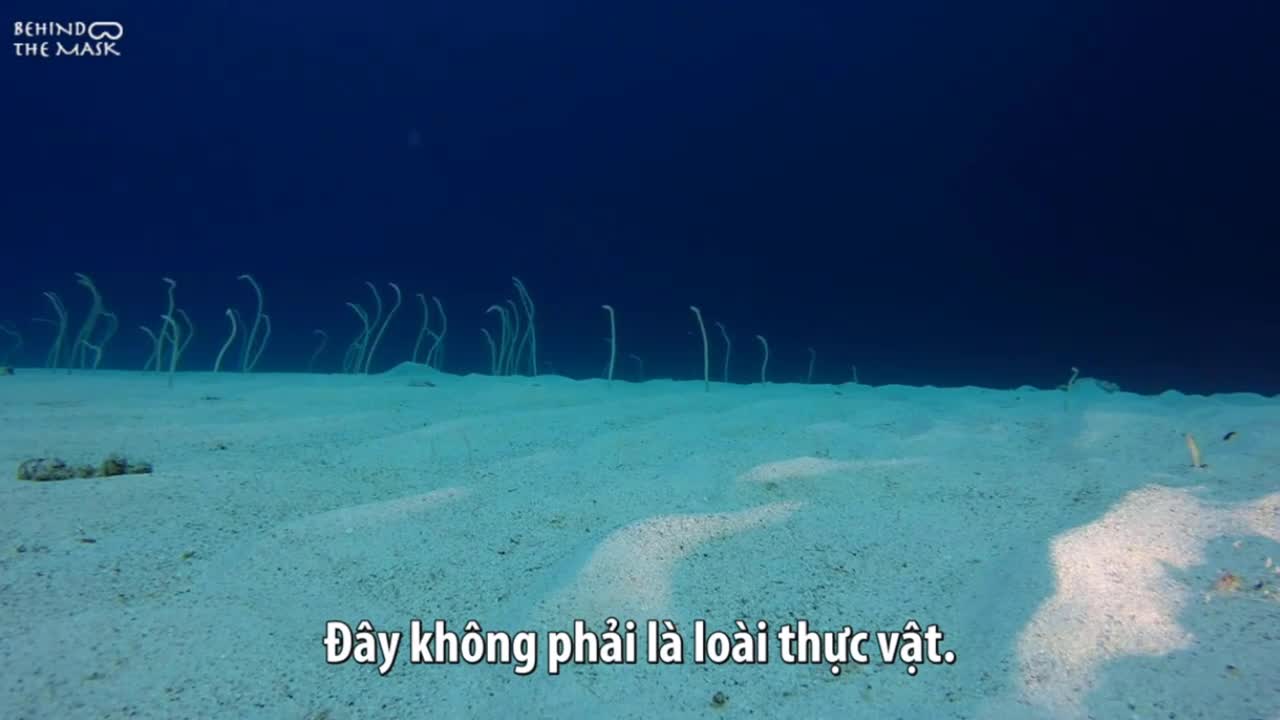 Cá chình dàn trận móc câu dưới đáy biển