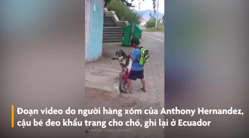 Cậu bé đeo khẩu trang cho chó để đi mua sữa