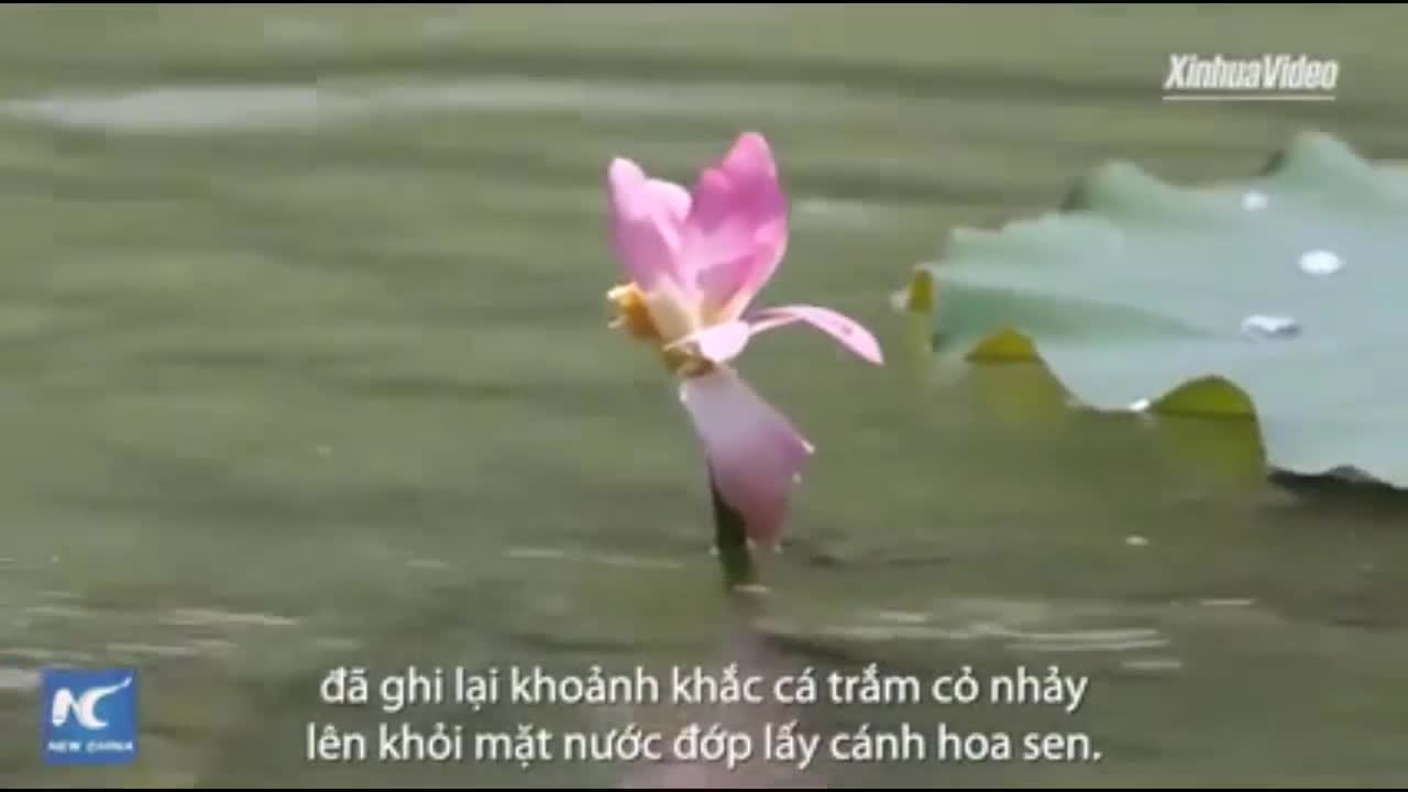 Cá trắm phi thân khỏi mặt đước đớp trụi bông sen