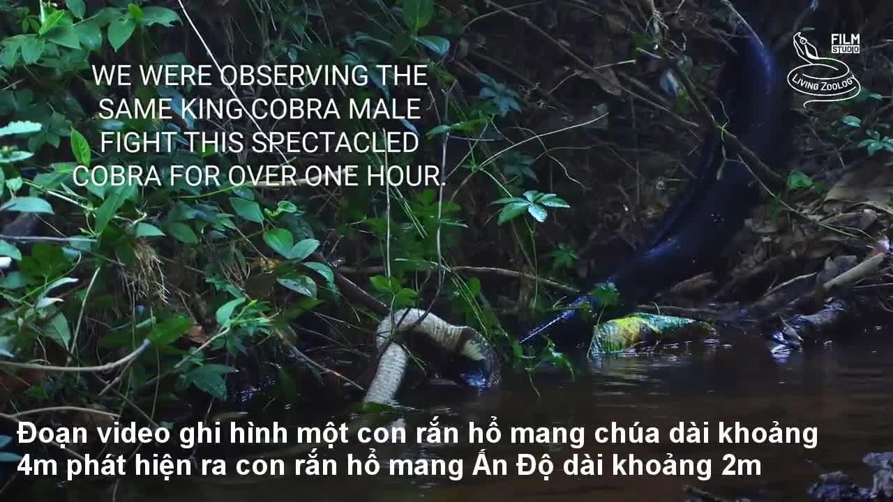 Hổ mang chúa tàn nhẫn giết chết một trong tứ đại nọc độc ở Ấn Độ