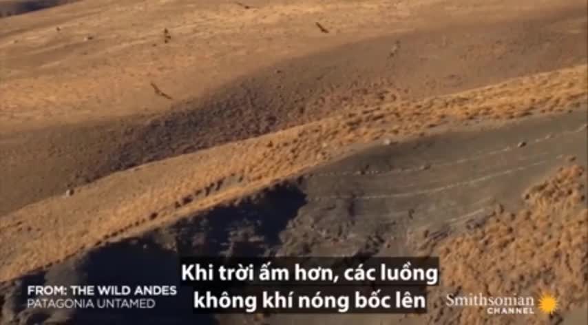 Thần ưng Andes ẩu đả tranh giành xác thối