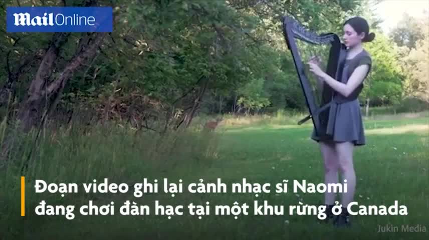 Nai rừng lén tới nghe nghệ sĩ chơi đàn