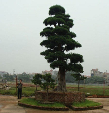 Pháp luật - Tên tội phạm với độc chiêu “thổi” giá vườn tùng nghìn tỷ (Hình 2).