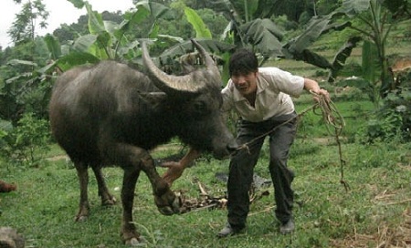 Sự kiện - 'Kỳ nh&acirc;n' miễn nhiễm điện, huấn luyện tr&acirc;u đ&aacute; b&oacute;ng