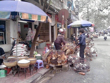 Xã hội - Virus cúm gia cầm mới “nhiều nguy cơ lây sang người”