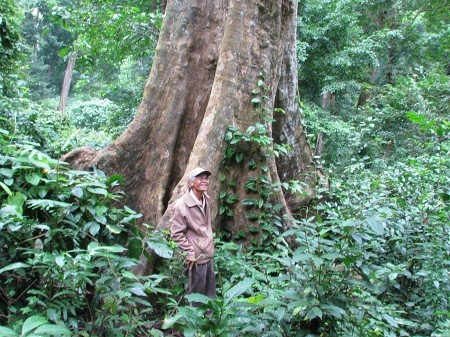 Việt Nam Xanh - Kỳ lạ khu rừng nguyên sinh giữa thành phố