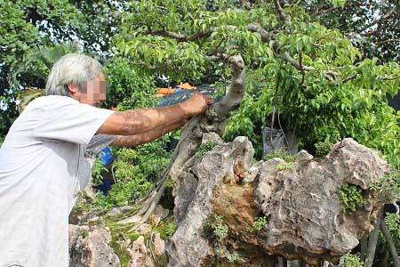 Pháp luật - Xôn xao loài lan 'lạ' ở Việt Nam được trả giá hàng tỷ đồng