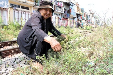 Pháp luật - “Cụ bà thảo dược” giữa chốn Sài thành đô hội