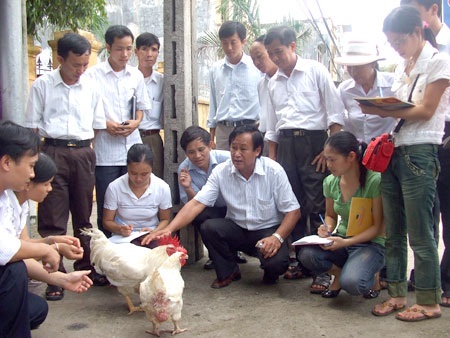 Sự kiện - 'Sốc' vì nuôi gà siêu tốc - trong 45 ngày đem bán