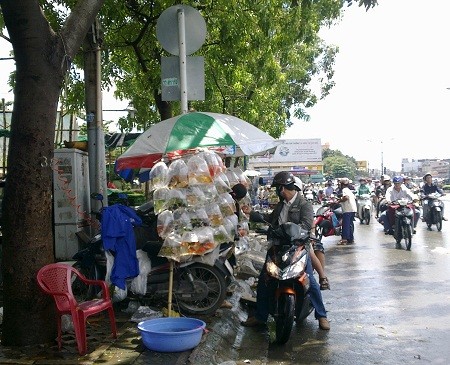 Sự kiện - Cá 'xăm mình' gây xôn xao giới chơi cá cảnh Sài thành