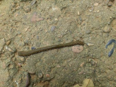 Xã hội - Làng quê hoang mang vì tin đồn đỉa bị tiêm... virut HIV (Hình 2).