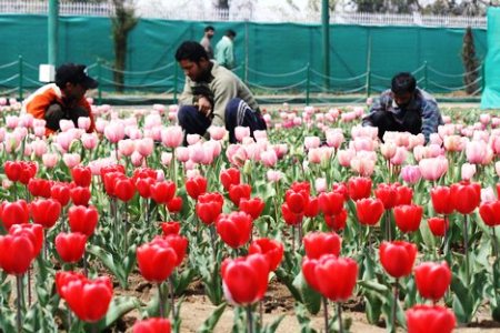 Xã hội - Hoa Tulip Ấn Độ cạnh tranh ngôi đầu bảng với Hà Lan