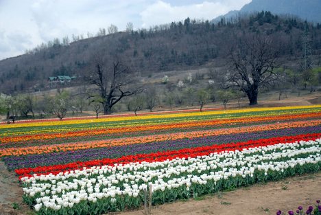 Xã hội - Hoa Tulip Ấn Độ cạnh tranh ngôi đầu bảng với Hà Lan (Hình 3).