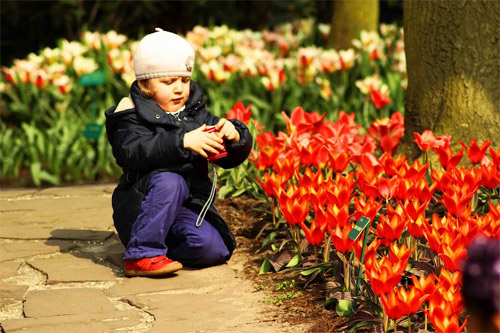 Xã hội - Ngất ngây giữa rừng hoa tulip ở 'khu vườn châu Âu' (Hình 7).