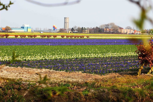 Xã hội - Ngất ngây giữa rừng hoa tulip ở 'khu vườn châu Âu' (Hình 8).