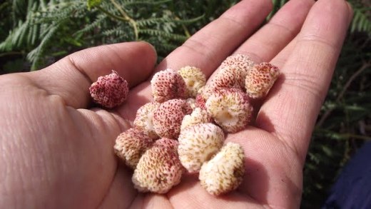 Xã hội - Tà Sùa một sớm mùa Đông (Hình 5).
