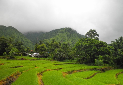 Xã hội - Những ngày mù sương ở Darjeeling