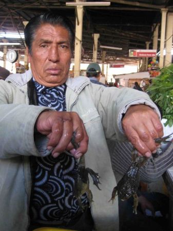 Xã hội - Thưởng thức món nước ép từ... ếch